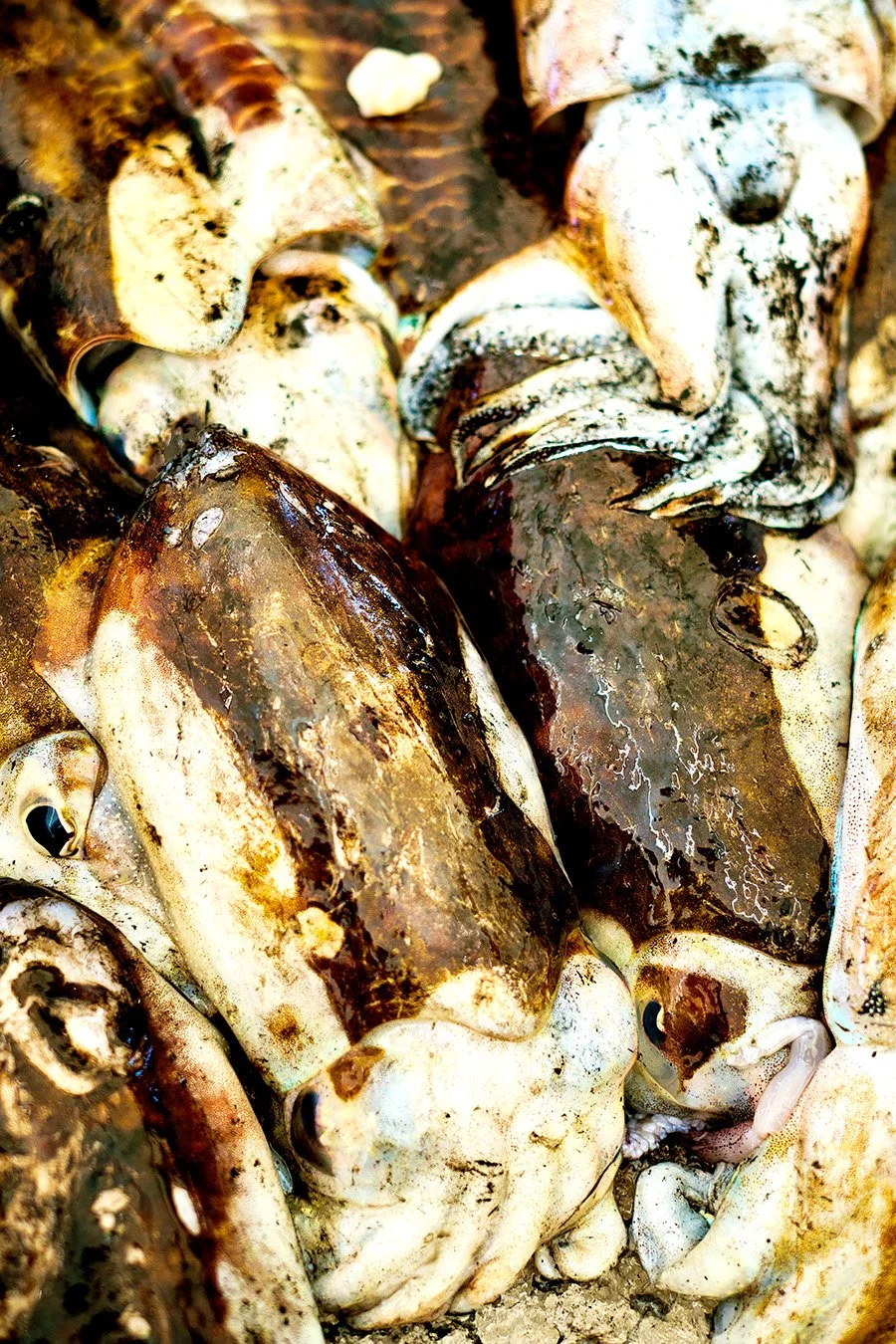 squid italia.jpg