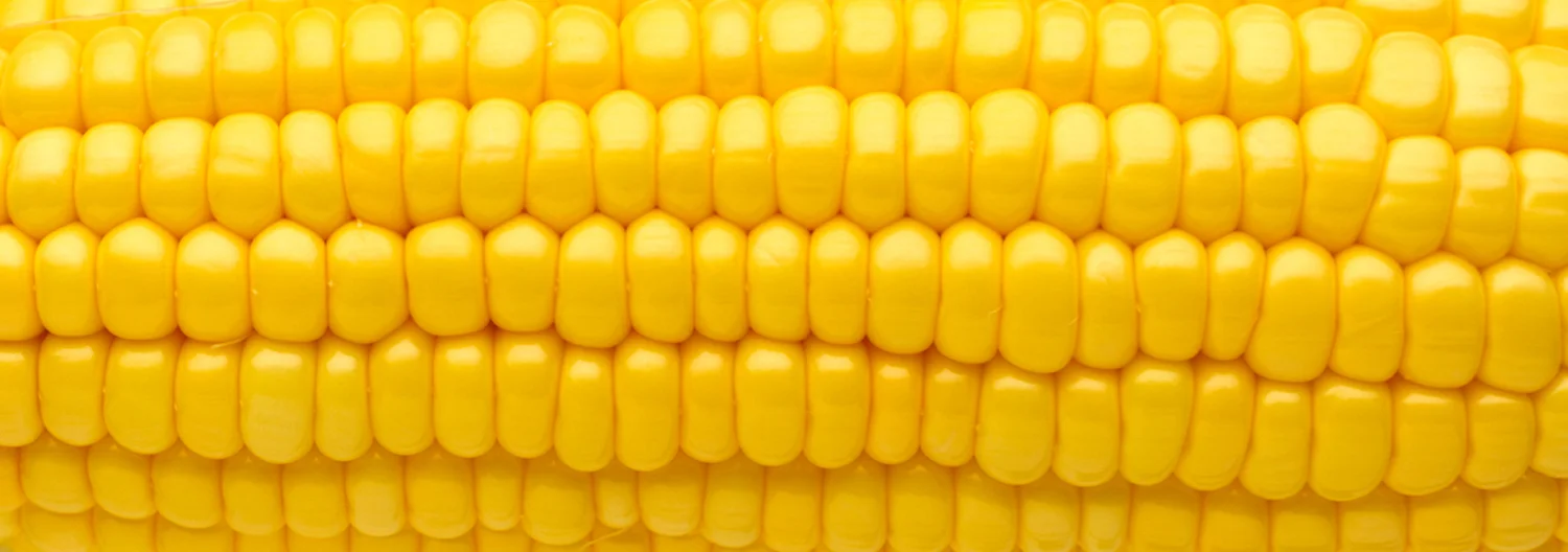 corn.jpg