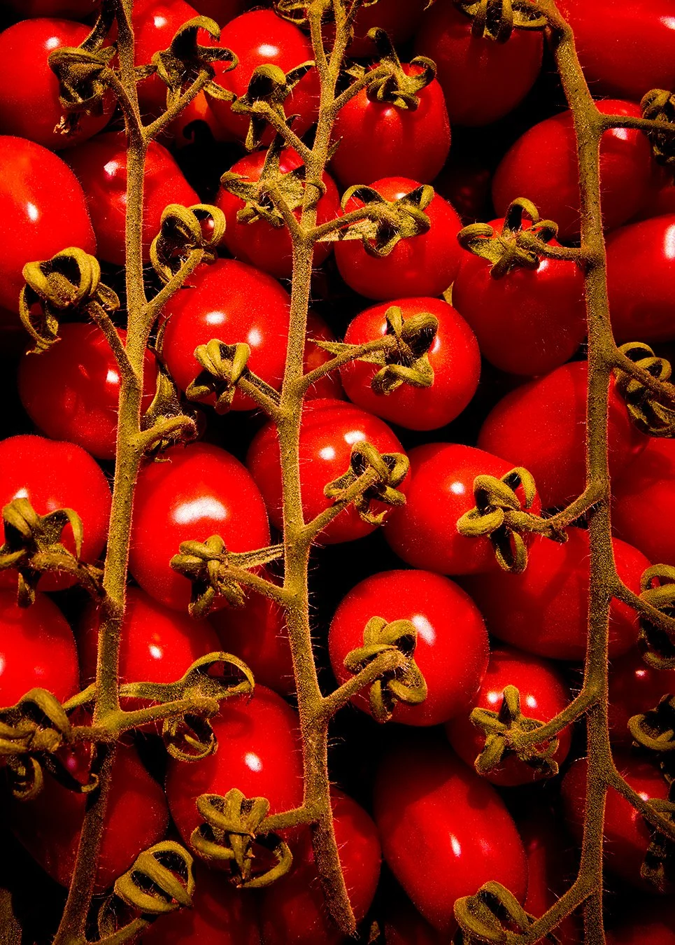 Tomatoes-1.jpg