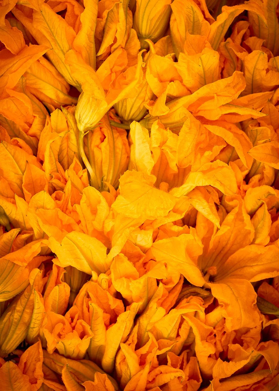 courgette flowers.jpg