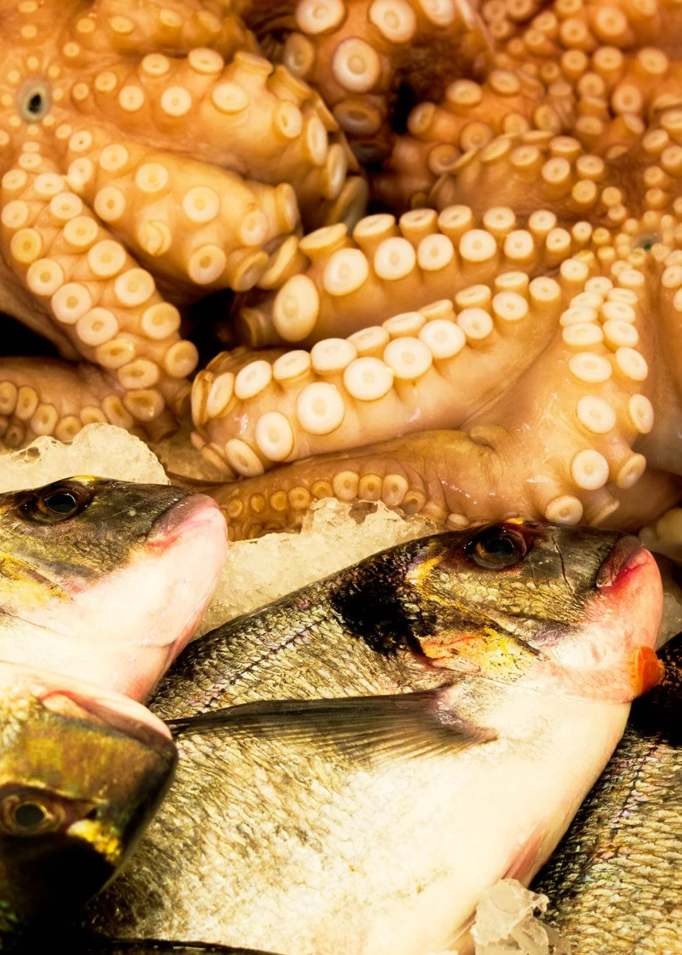 octo fish italia.jpg