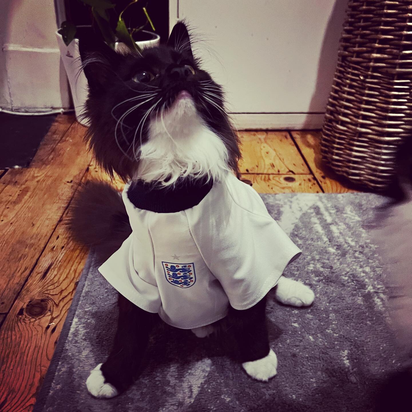 Colin is getting in the spirit for tomorrows big game ⚽️ 🎉 Don&rsquo;t forget to reserve your table! 👀 

- No kittens were harmed in the making of this photo. Our manager is just slightly unhinged 🐱