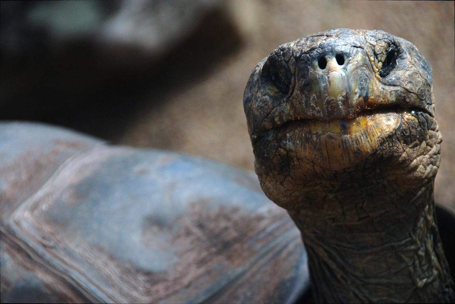 photo of a tortoise to represent slow IT adoption.jpg