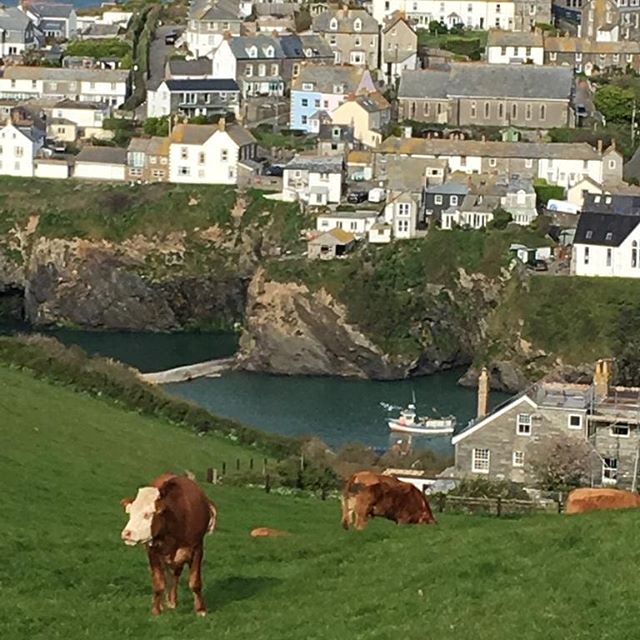 Today we walked along the coast path from Port Isaac to Port Quinn. Not a walk for the faint hearted due to 515 steps along the way! Fantastic views and wild flowers along the path.
.
.
.
#coastal #seaviews #portisaac #portquinn #walking #footpath #n