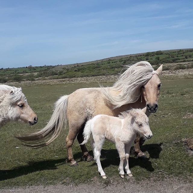 Lovely to see all the ponies and foals on the Moor this morning. Look at this gorgeous pair.
.
.
.
.
#minihorse #ponies #bodminmoor #nature #moorland #cornwall #cornishhorizons #cornishlife