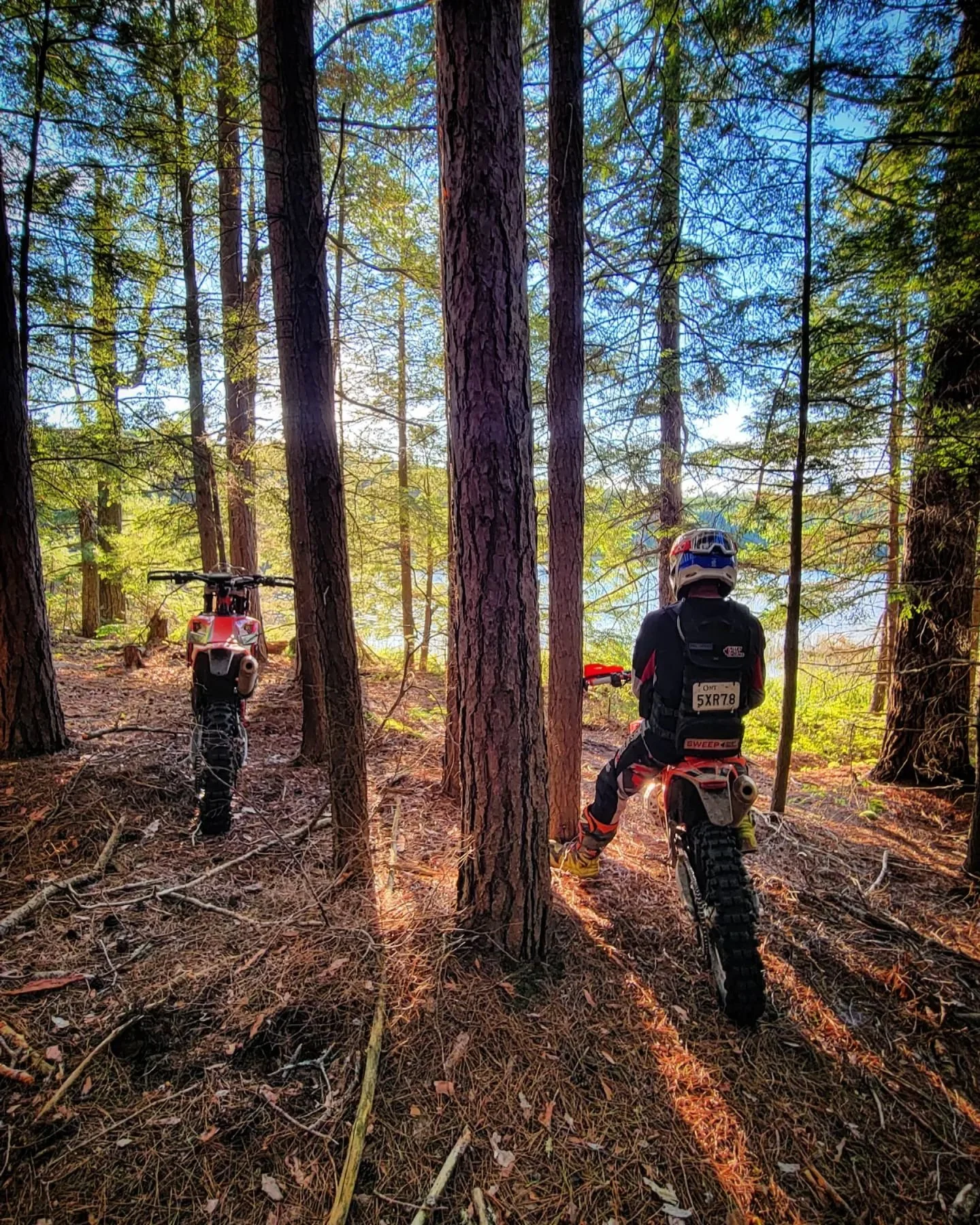 In the Trees.jpeg