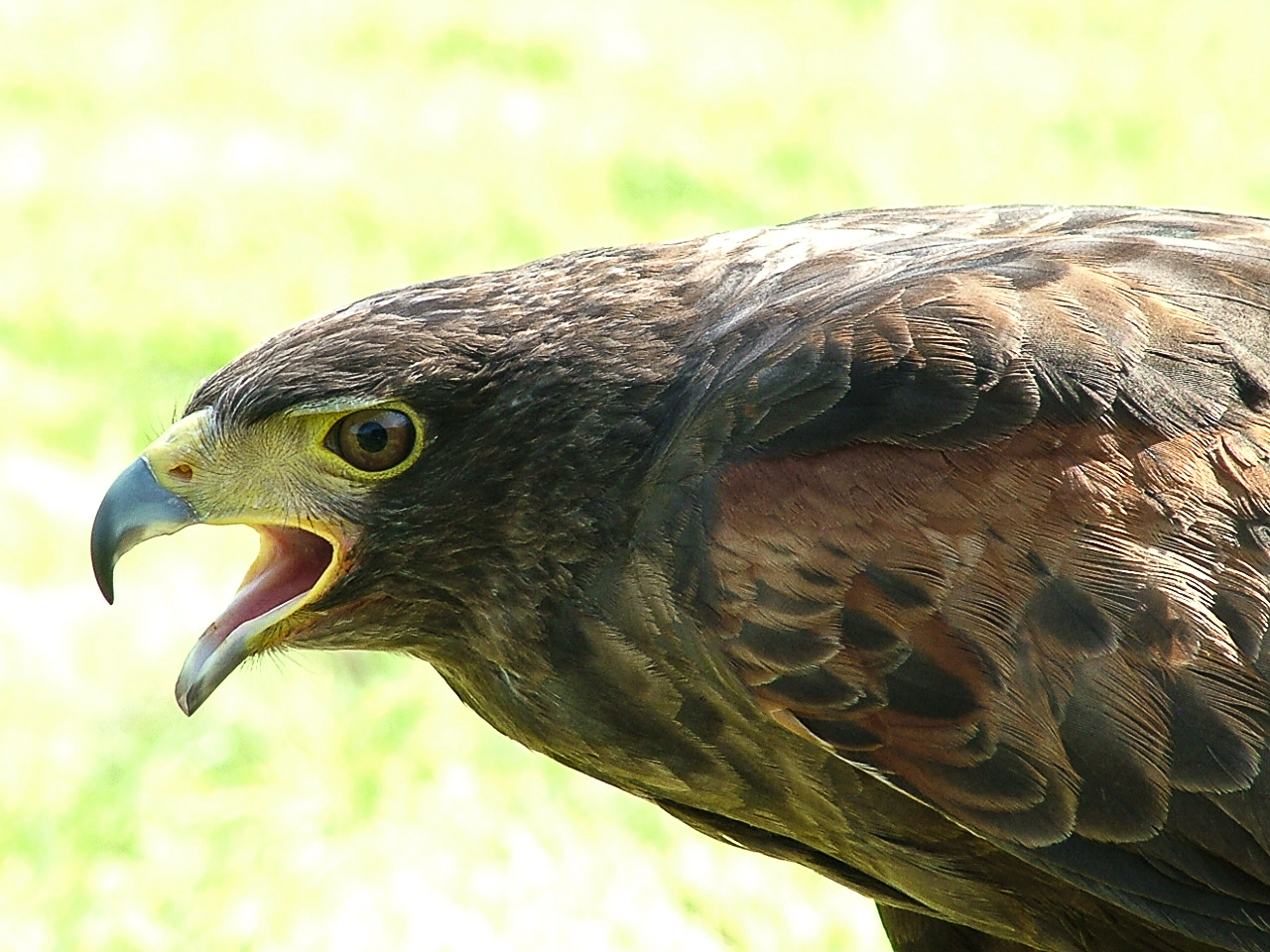 Why are Harris hawks the most popular bird of prey used in falconry in the  UK today? — the SCOTTISH countryman