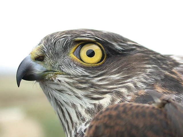 640px-Accipiter_nisus_9194.JPG