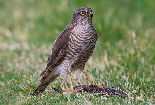 Birds of Prey in Scotland — Blog — the SCOTTISH countryman