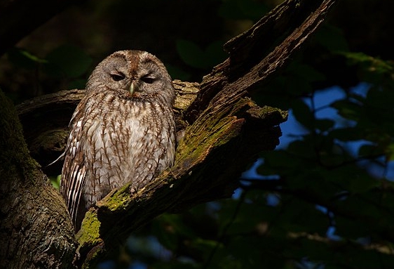 640px-Waldkauz-Strix_aluco.jpg