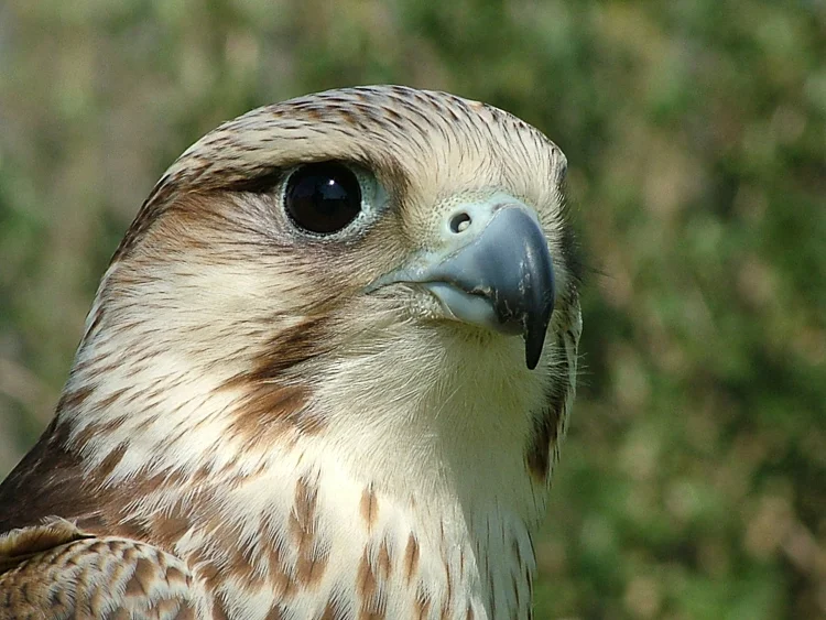 Bird of Prey Experience