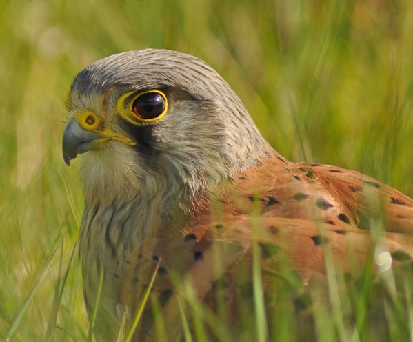 What is a bird of prey? — the SCOTTISH countryman