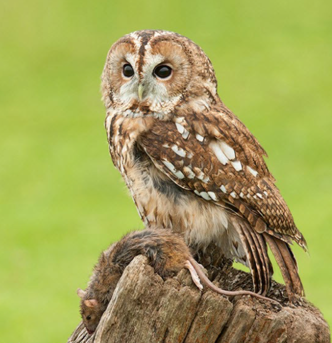 The Tawny Owl The SCOTTISH Countryman