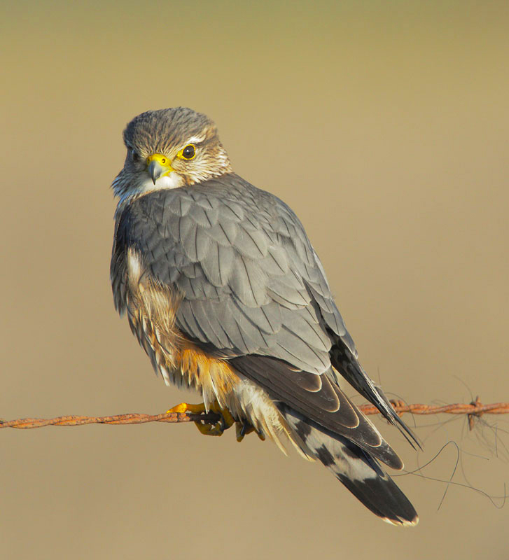 Merlin on wire copy.jpg