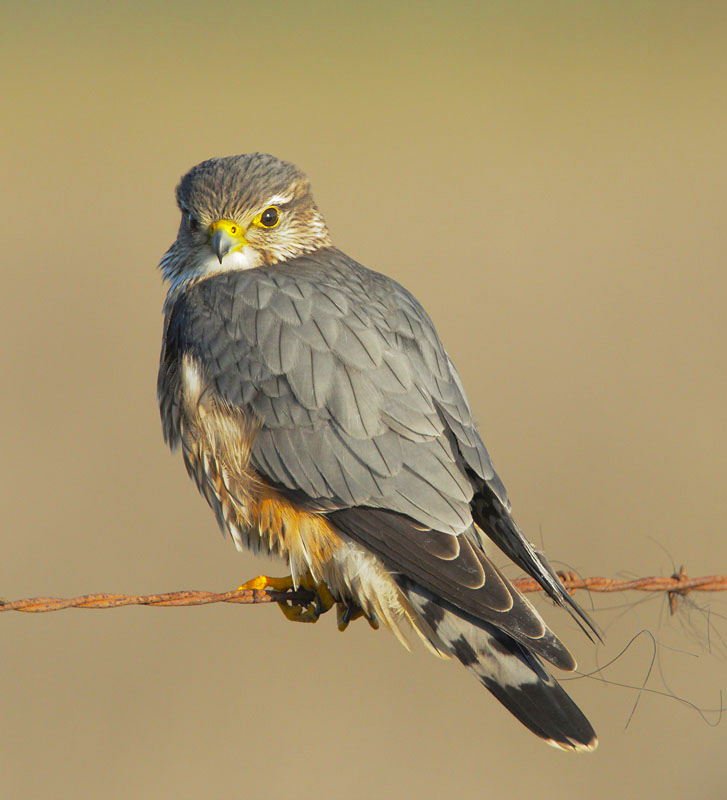 Merlin on wire copy.jpg