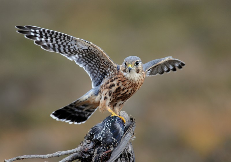merlin and starling.jpg