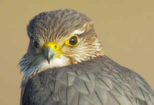 Why are Harris hawks the most popular bird of prey used in falconry in the  UK today? — the SCOTTISH countryman