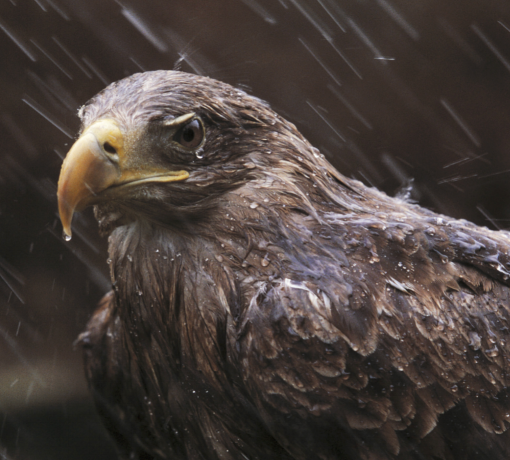 The white-tailed eagle