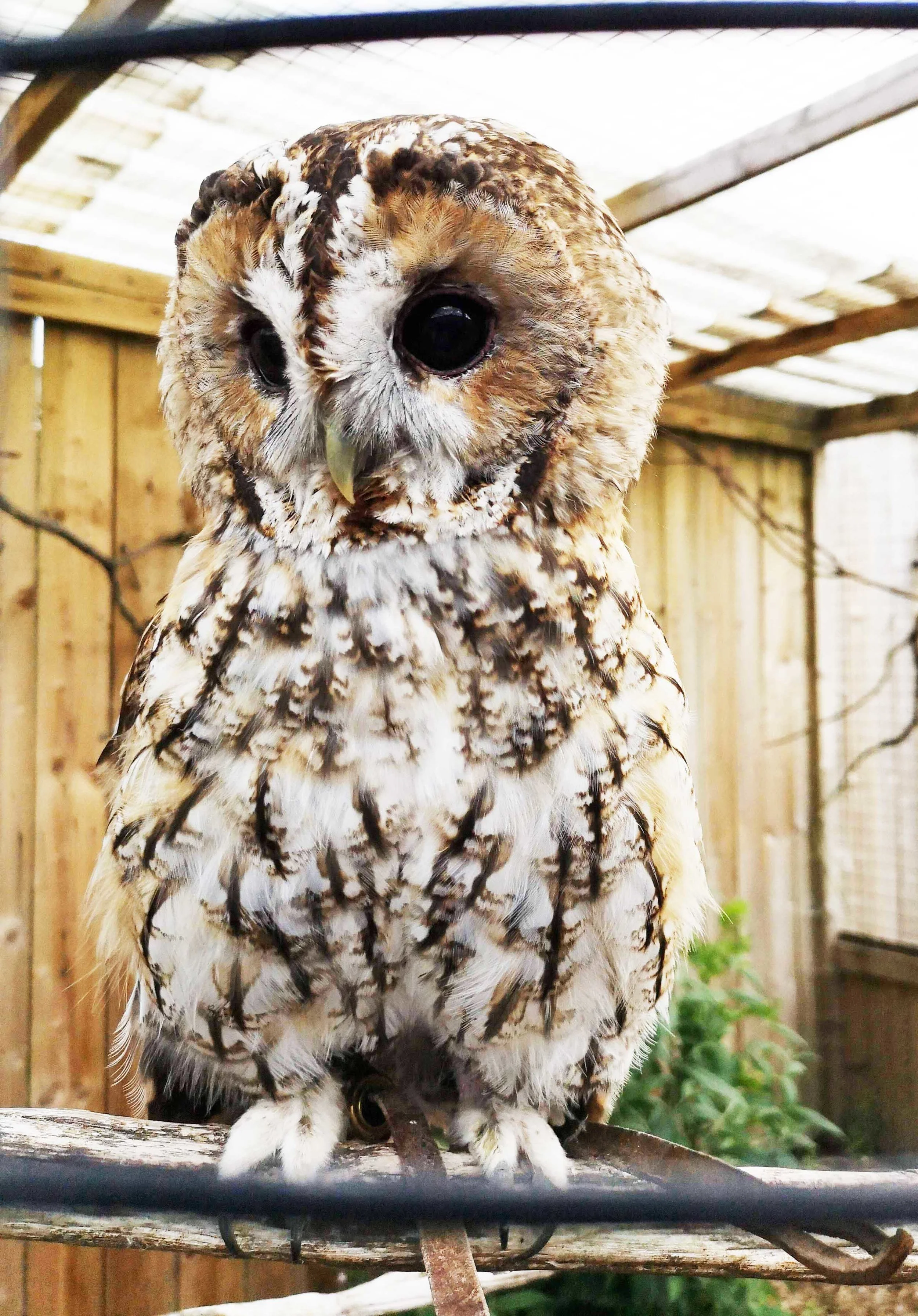 5 reasons to love the Scottish Owl Centre — the SCOTTISH countryman