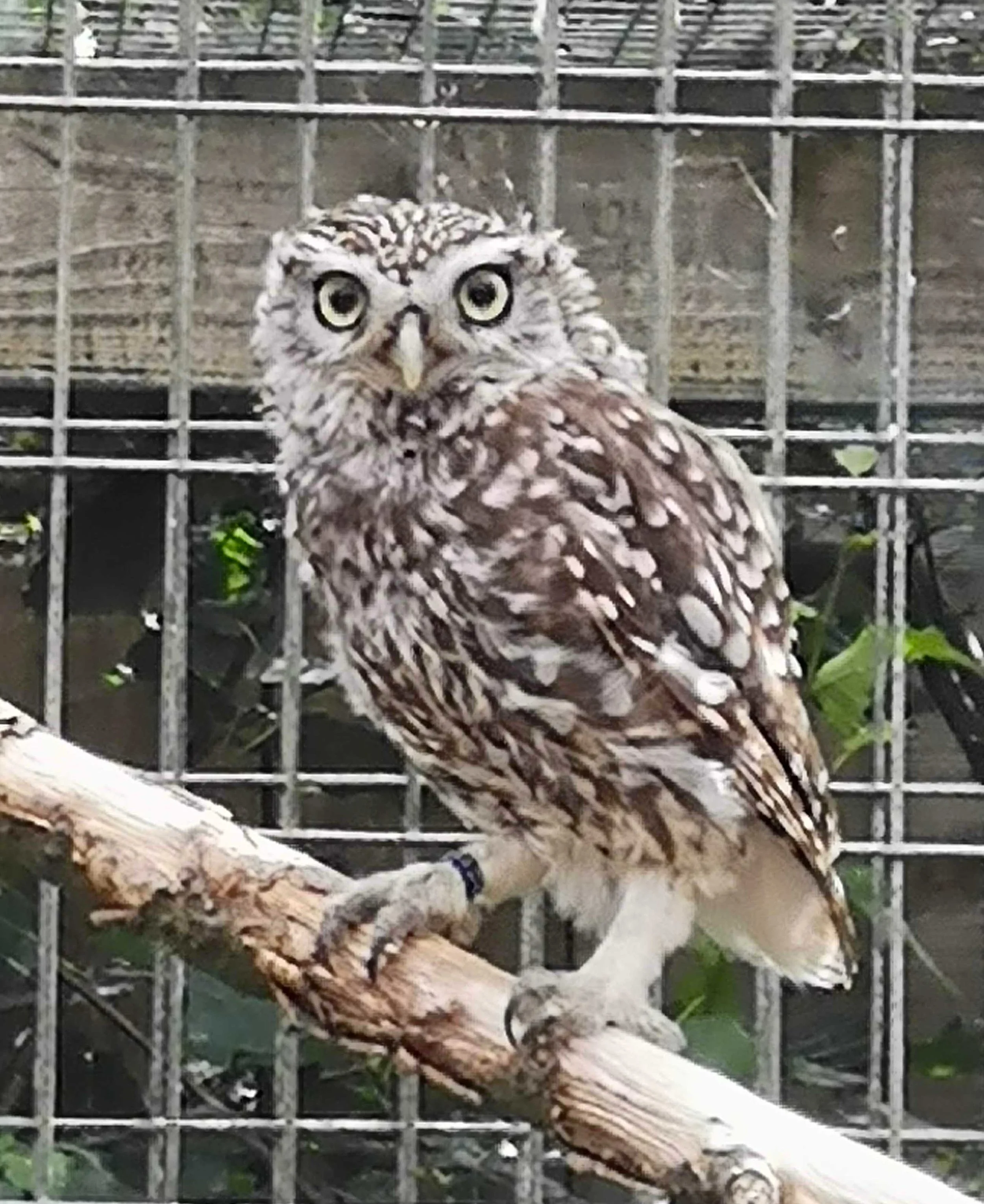 5 reasons to love the Scottish Owl Centre — the SCOTTISH countryman