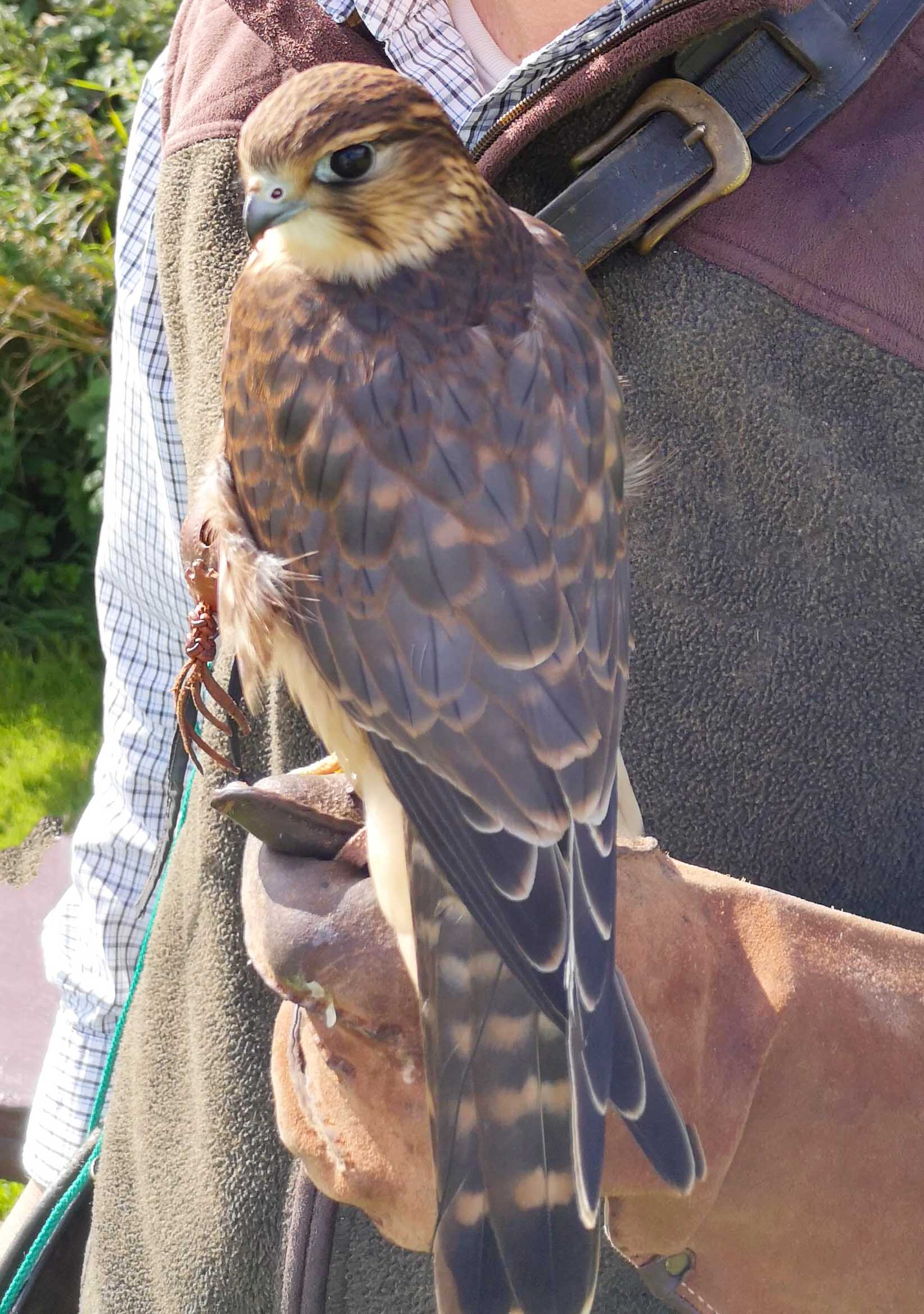 Why are Harris hawks the most popular bird of prey used in falconry in the  UK today? — the SCOTTISH countryman