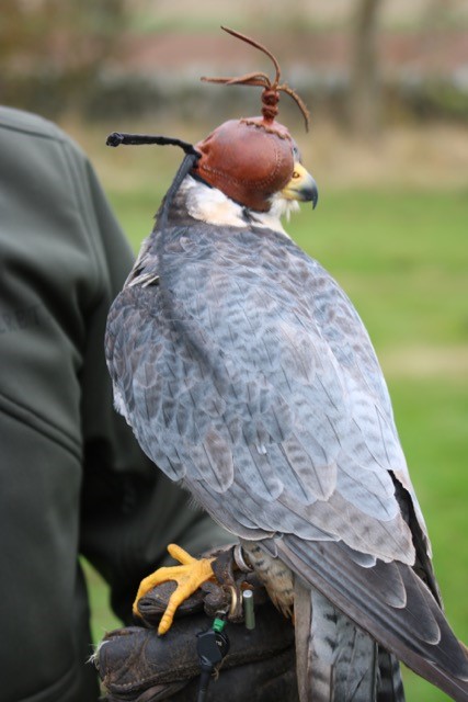 Fletch hooded on glove.jpg