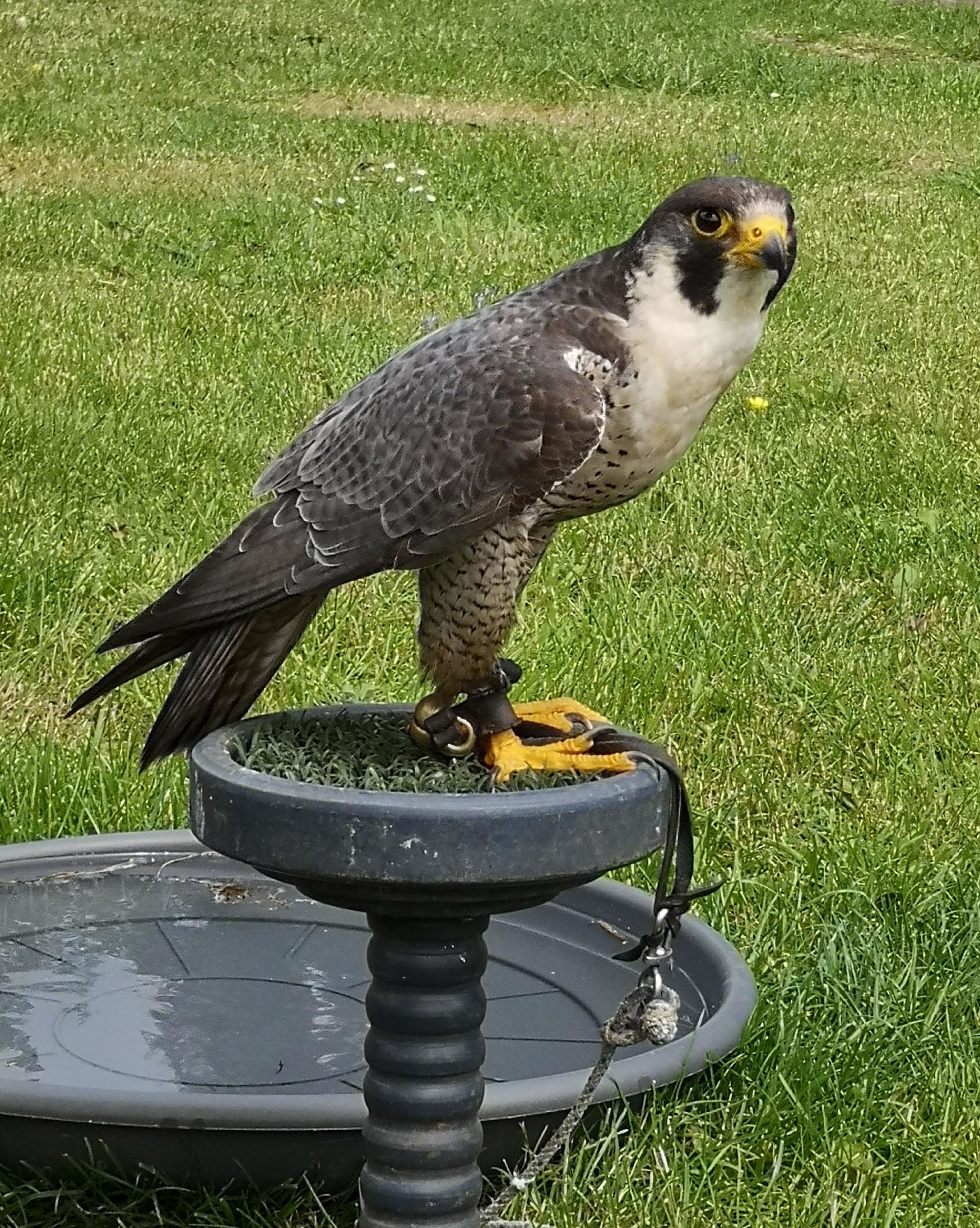 Why are Harris hawks the most popular bird of prey used in falconry in the  UK today? — the SCOTTISH countryman