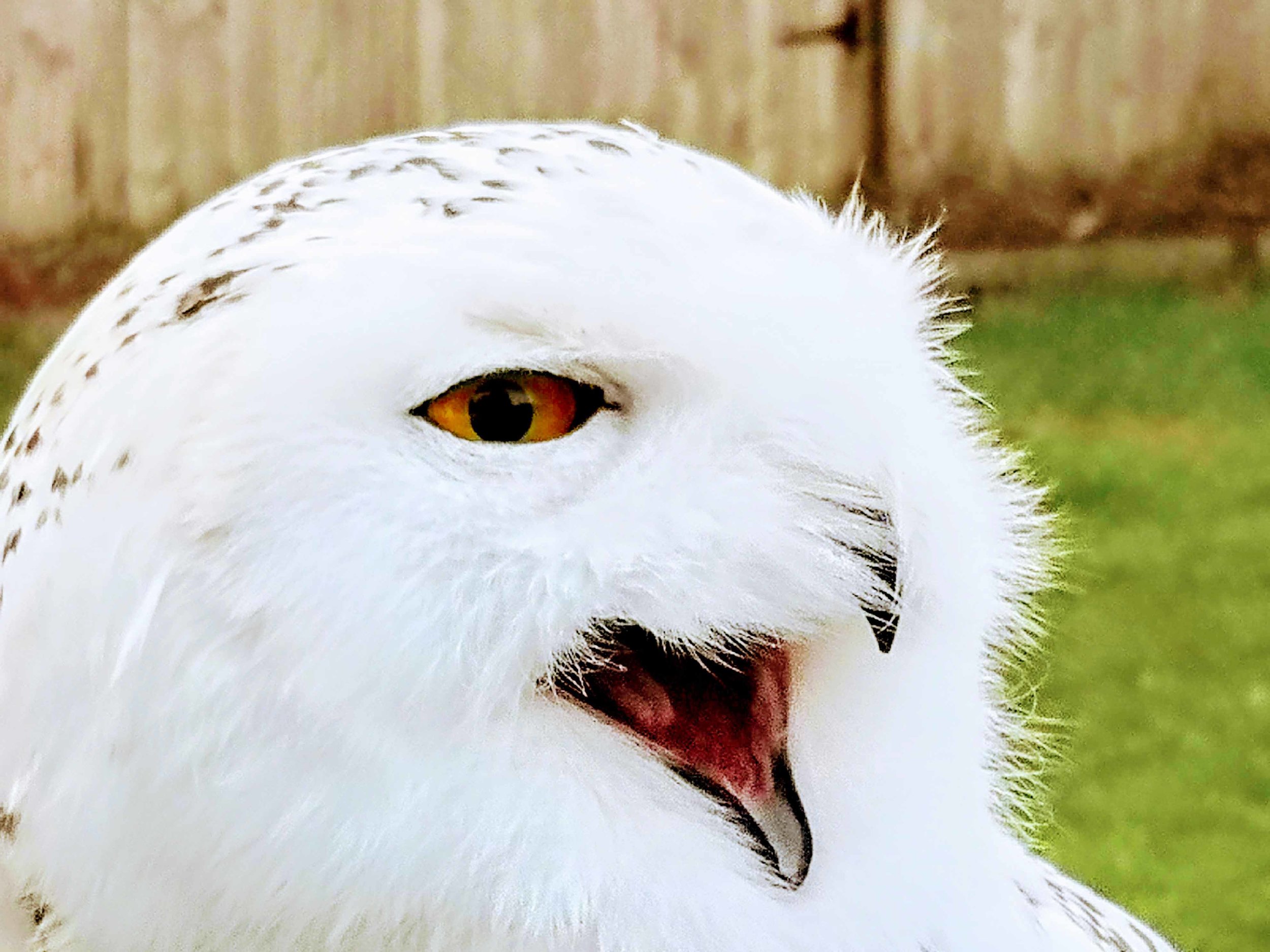 Argyll adult head and beak open.jpg