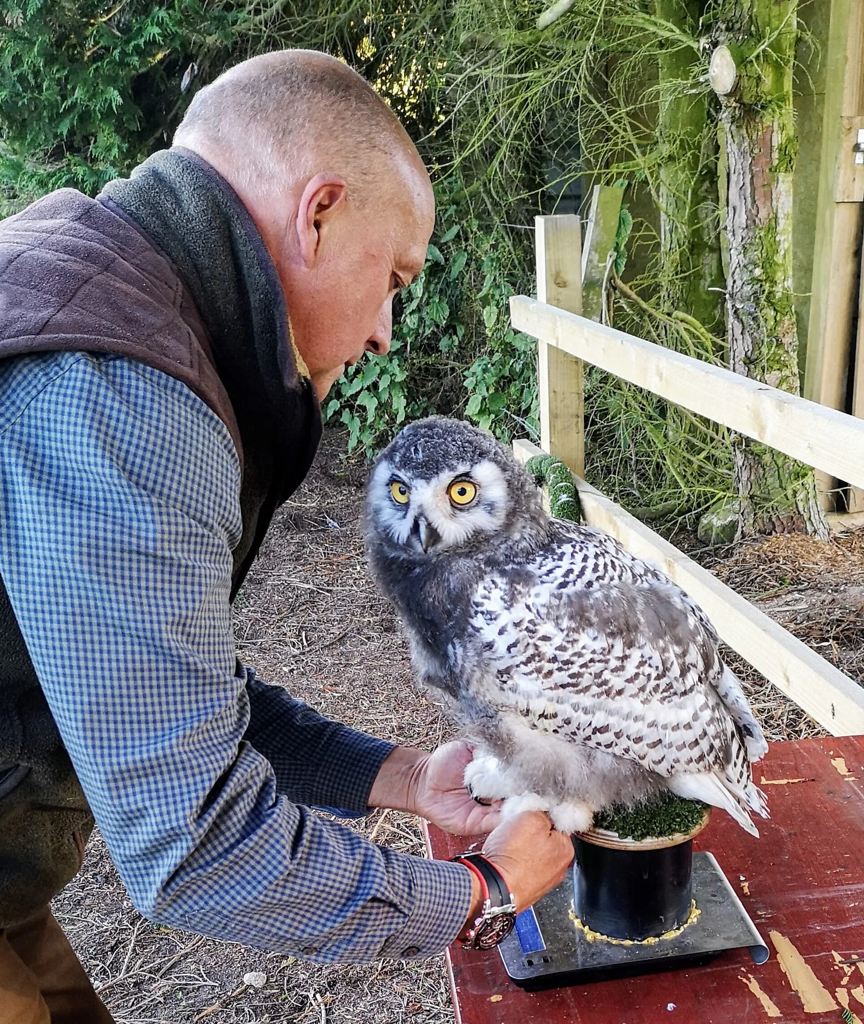 Steve weighs Argyll, August 2018