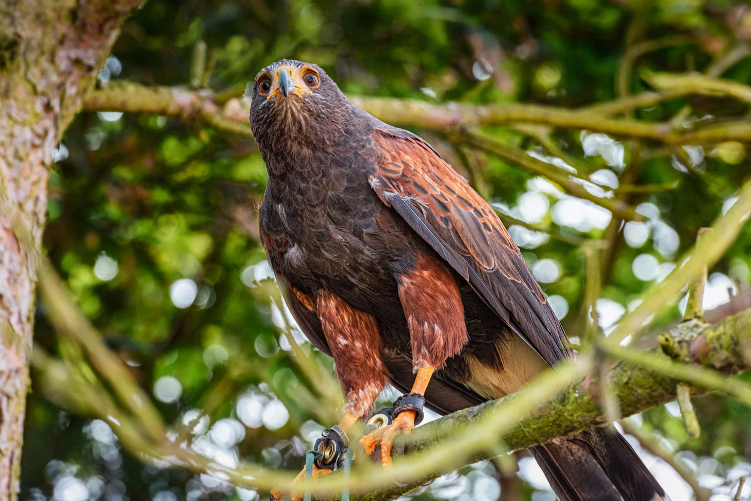 Hawking Experience The Scottish Countryman