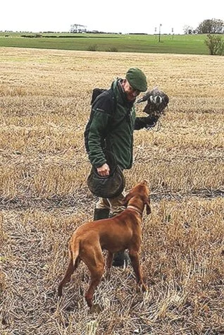 Hunting with a Goshawk and a Hungarian Vizsla