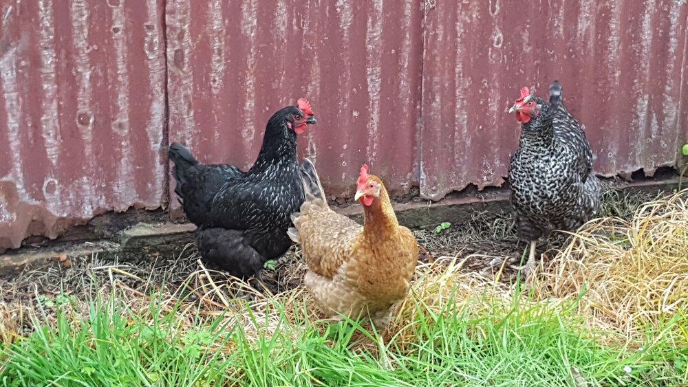 Nancy, Joan and Ada - The Scottish Countryman's hens (Copy)