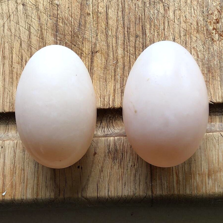 Duck eggs (Copy)