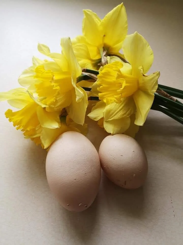 10 things you didn't know about eggs