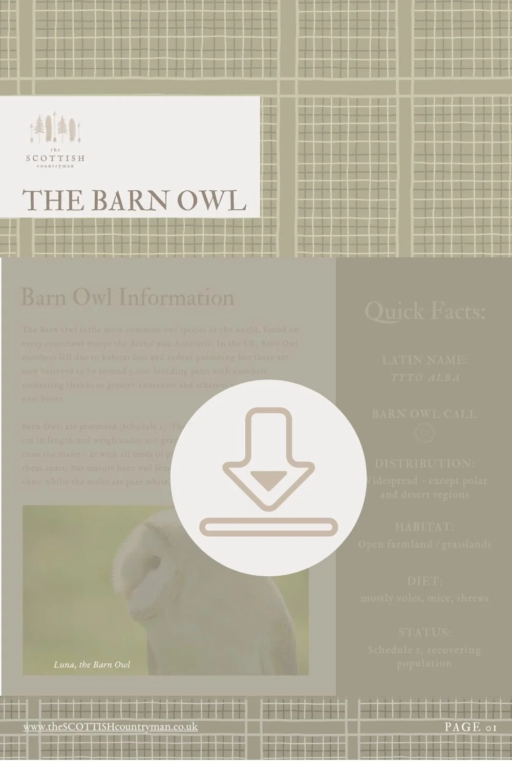 The Scottish Countryman: Barn Owl Fact Sheet