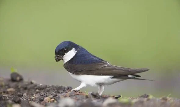 House Martin.jpg