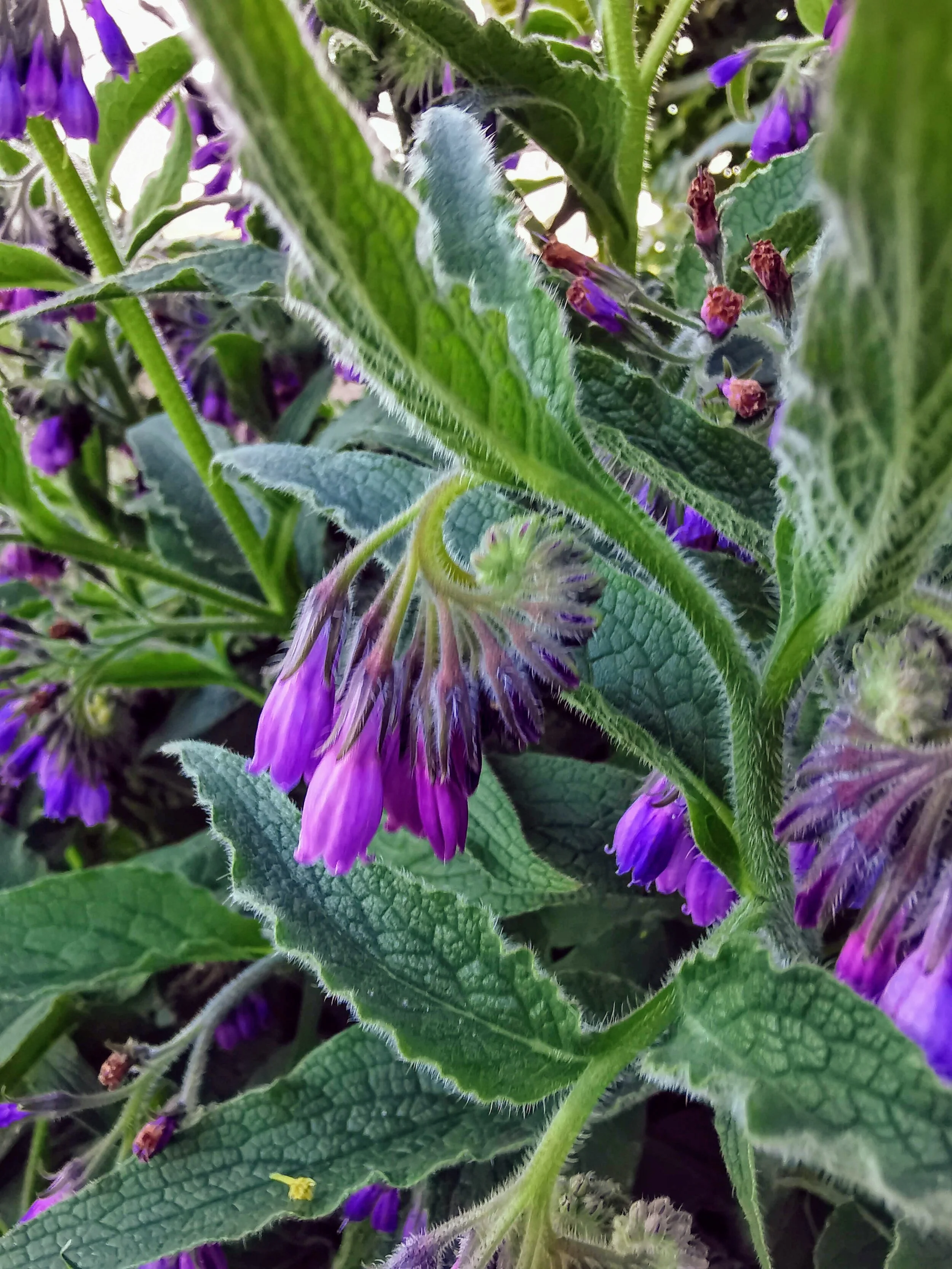The herb comfrey at Hammer Inn - The Scottish Countryman