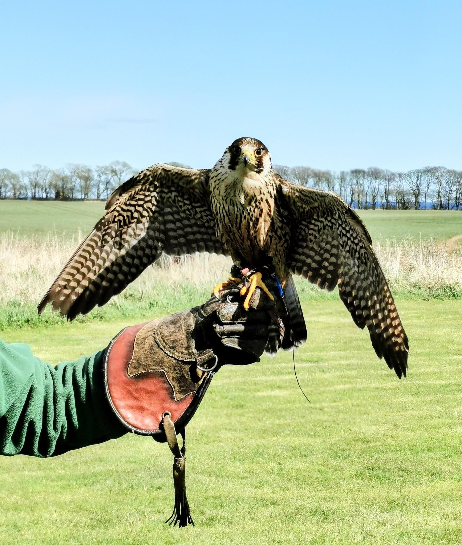 What is a bird of prey? — the SCOTTISH countryman