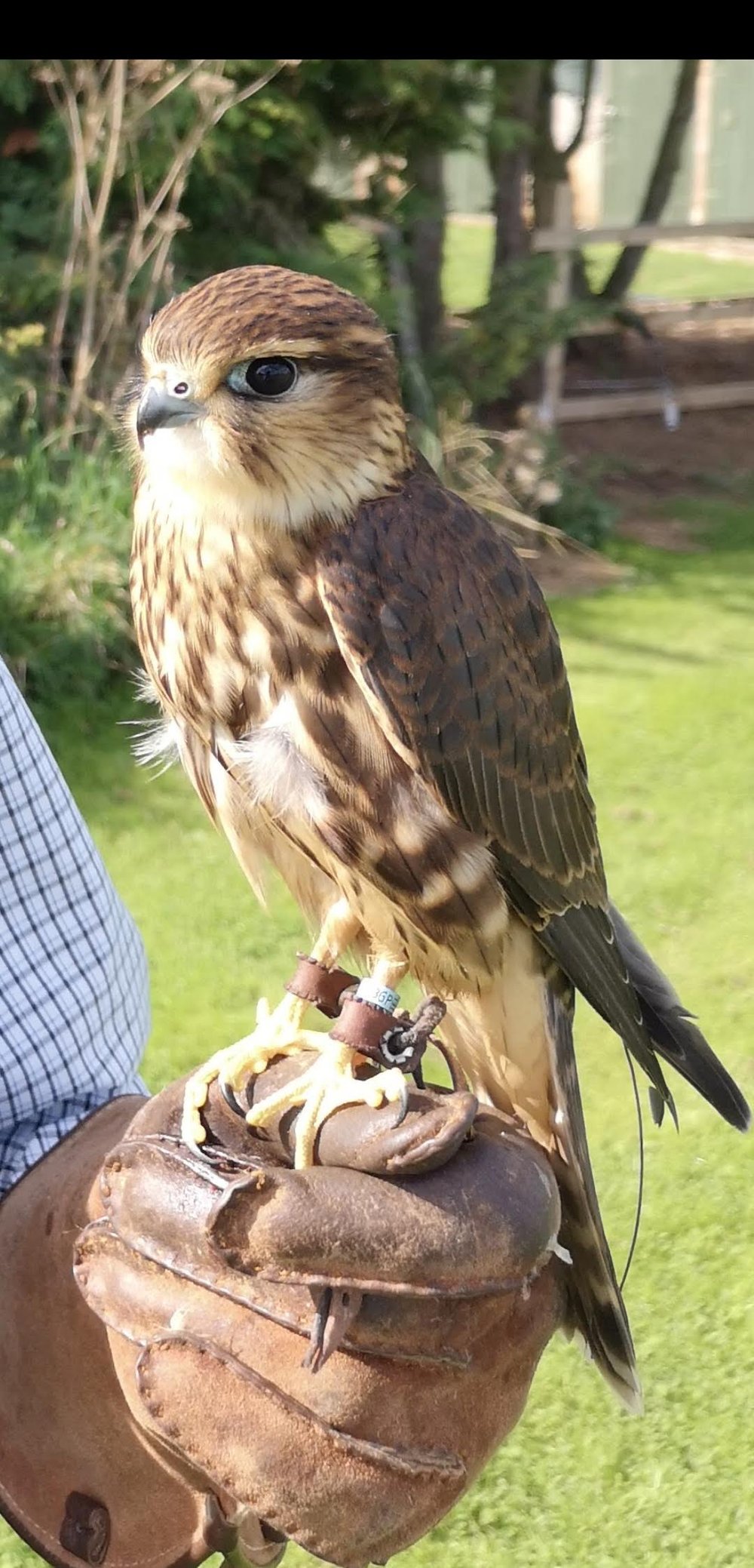 A jack (male) merlin