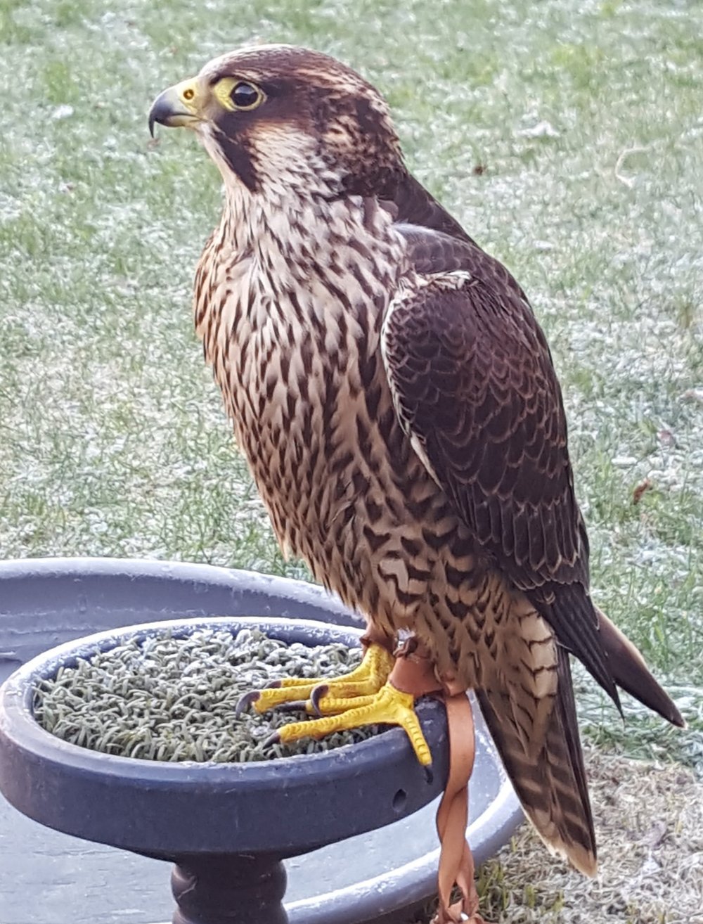 Young tiercel (male) peregrine