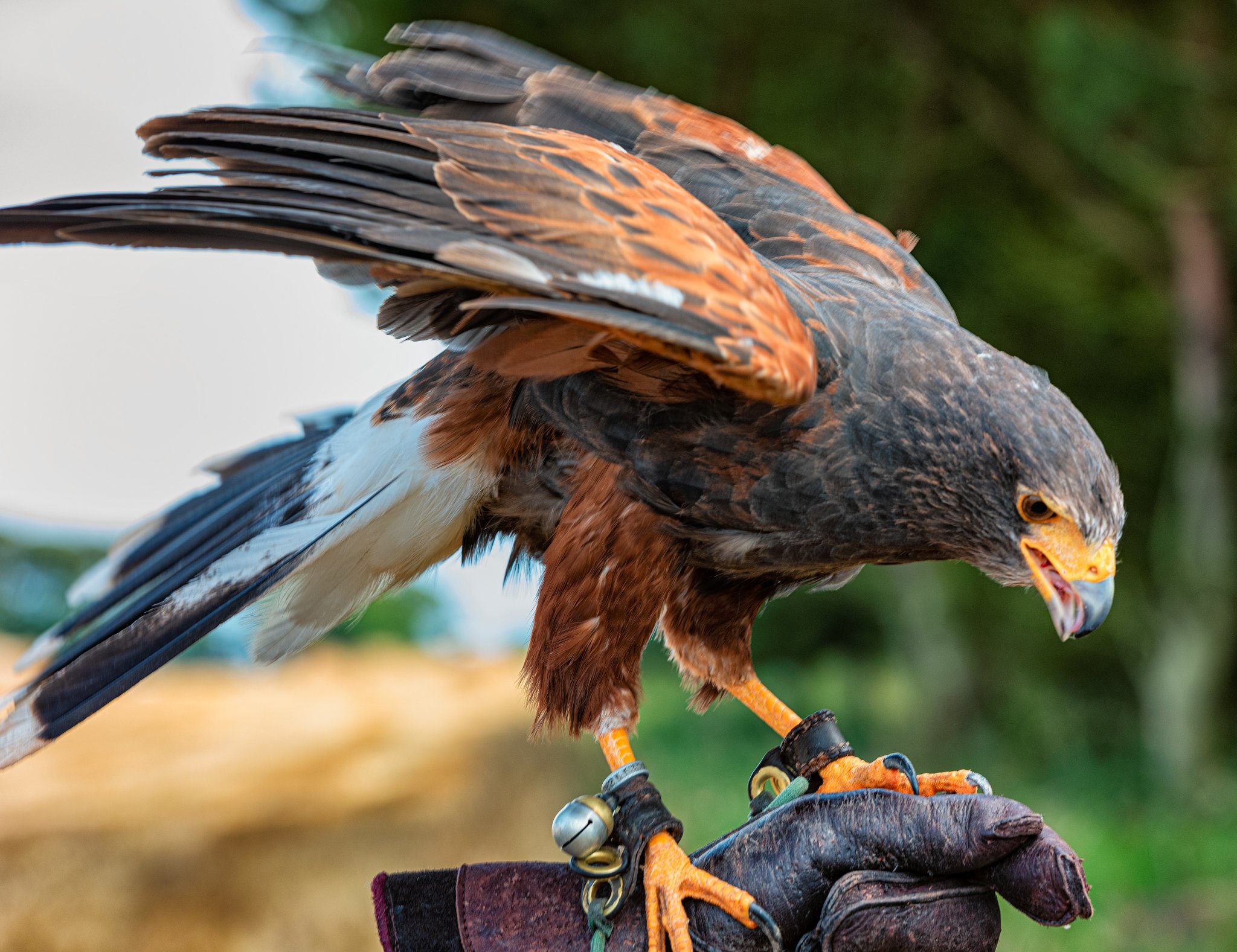 Why are Harris hawks the most popular bird of prey used in falconry in the  UK today? — the SCOTTISH countryman