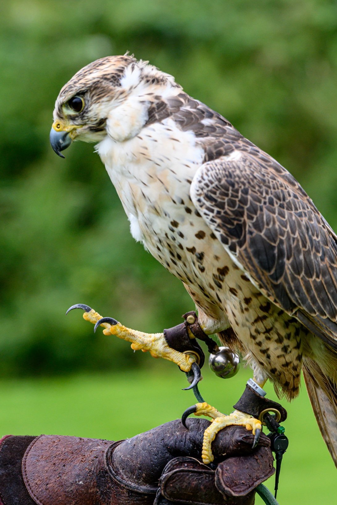 Falconry UK Birds of Prey Centre