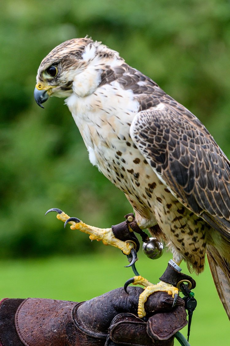 Why are Harris hawks the most popular bird of prey used in falconry in the  UK today? — the SCOTTISH countryman