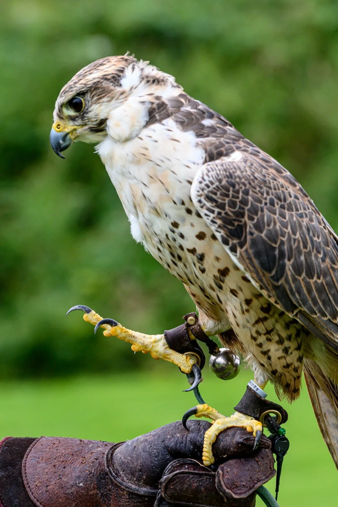 Birds Of Prey Birds Of Prey