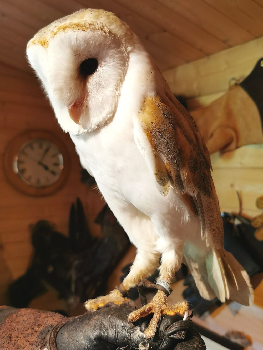 Barn owl hooded beak and feather-covered feet