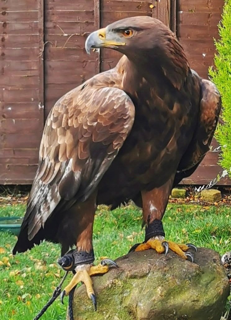 Why are Harris hawks the most popular bird of prey used in falconry in the  UK today? — the SCOTTISH countryman
