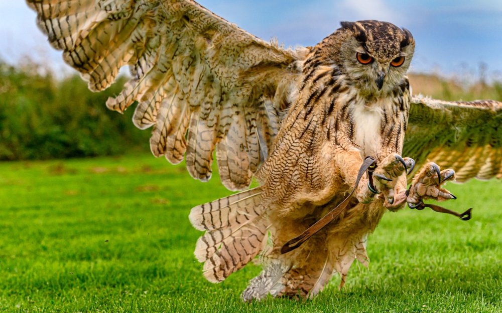 Eagle owl demonstrating an attack - feet first!