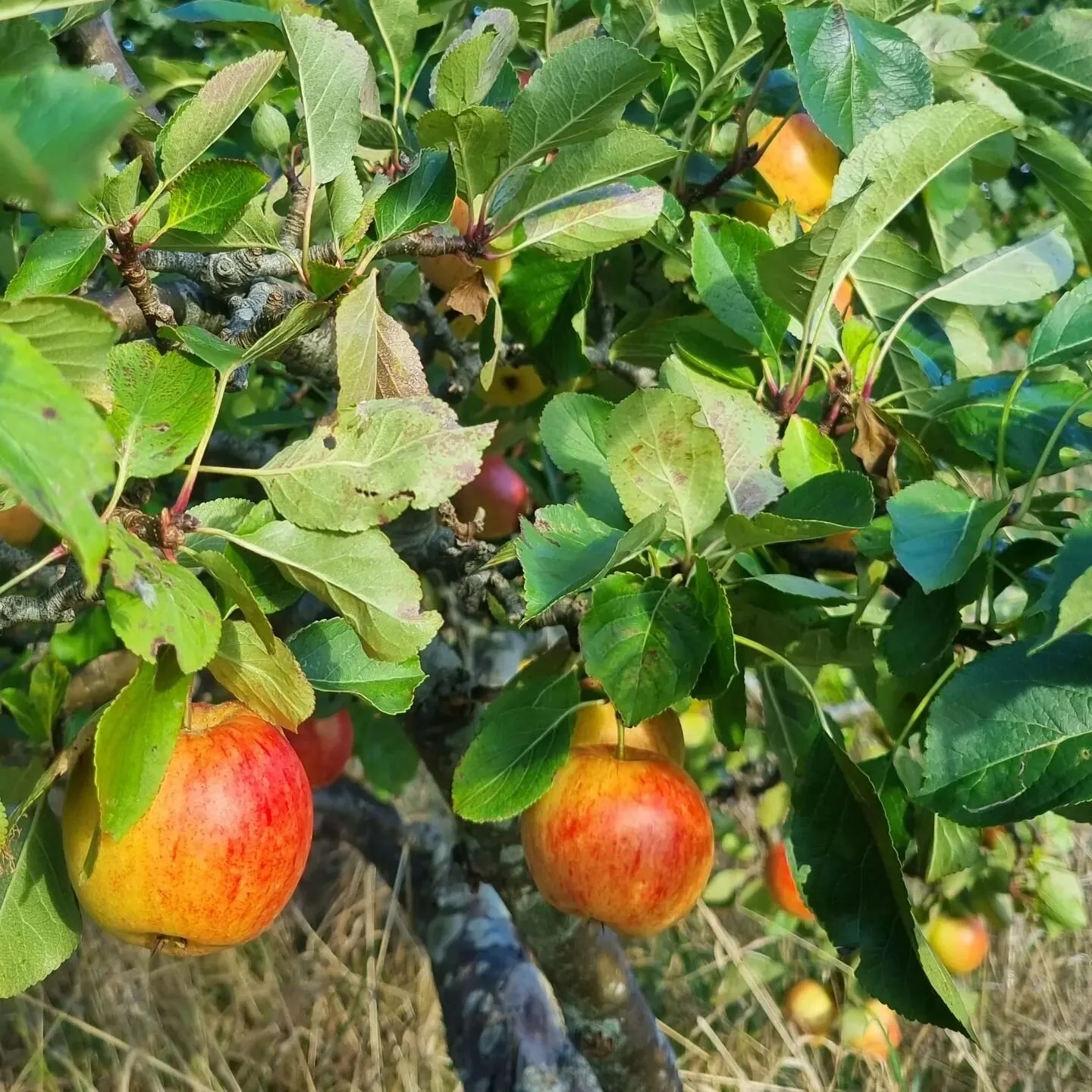 If you come for an archery experience, you're welcome to help yourself to some of the apples in the orchard beside the archery field.

I've had guests ask me if I could feed my team of birds of prey on apples, instead of meat.

No.

The answer is no,
