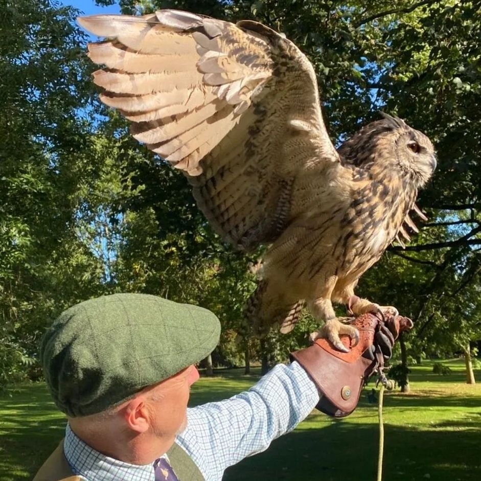 Thanks to a client of mine for this great photo of Ailsa, the Eagle Owl. It really shows off her wingspan and easy power.

#eagleowlsofinstagram #eagleowls 
#owlexperience

📸 @tcsingh