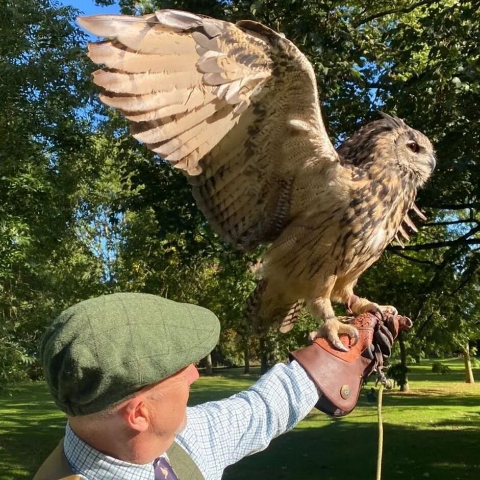 Why are Harris hawks the most popular bird of prey used in falconry in the  UK today? — the SCOTTISH countryman